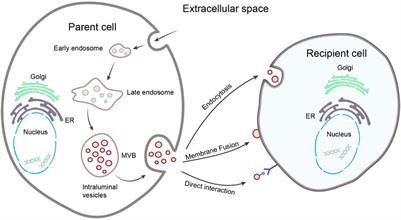 Research progress of exosomes in pathogenesis, diagnosis, and treatment of ocular diseases